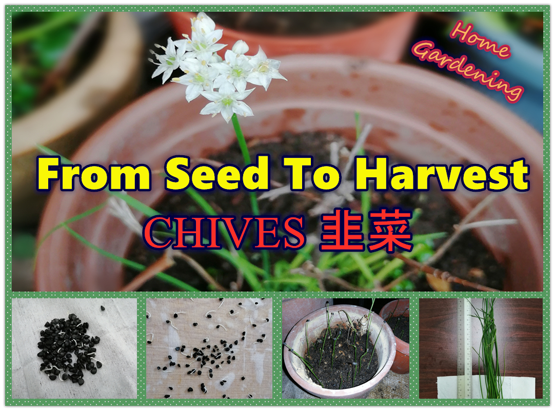 Chives Seeds to Harvest in 10 Weeks