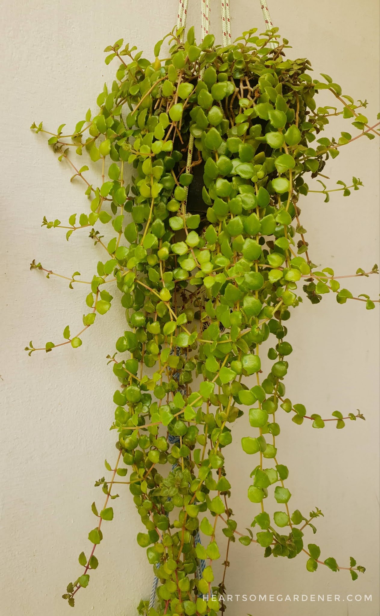 Tangled Heart hanging plant How to grow,care and propagate in 2021