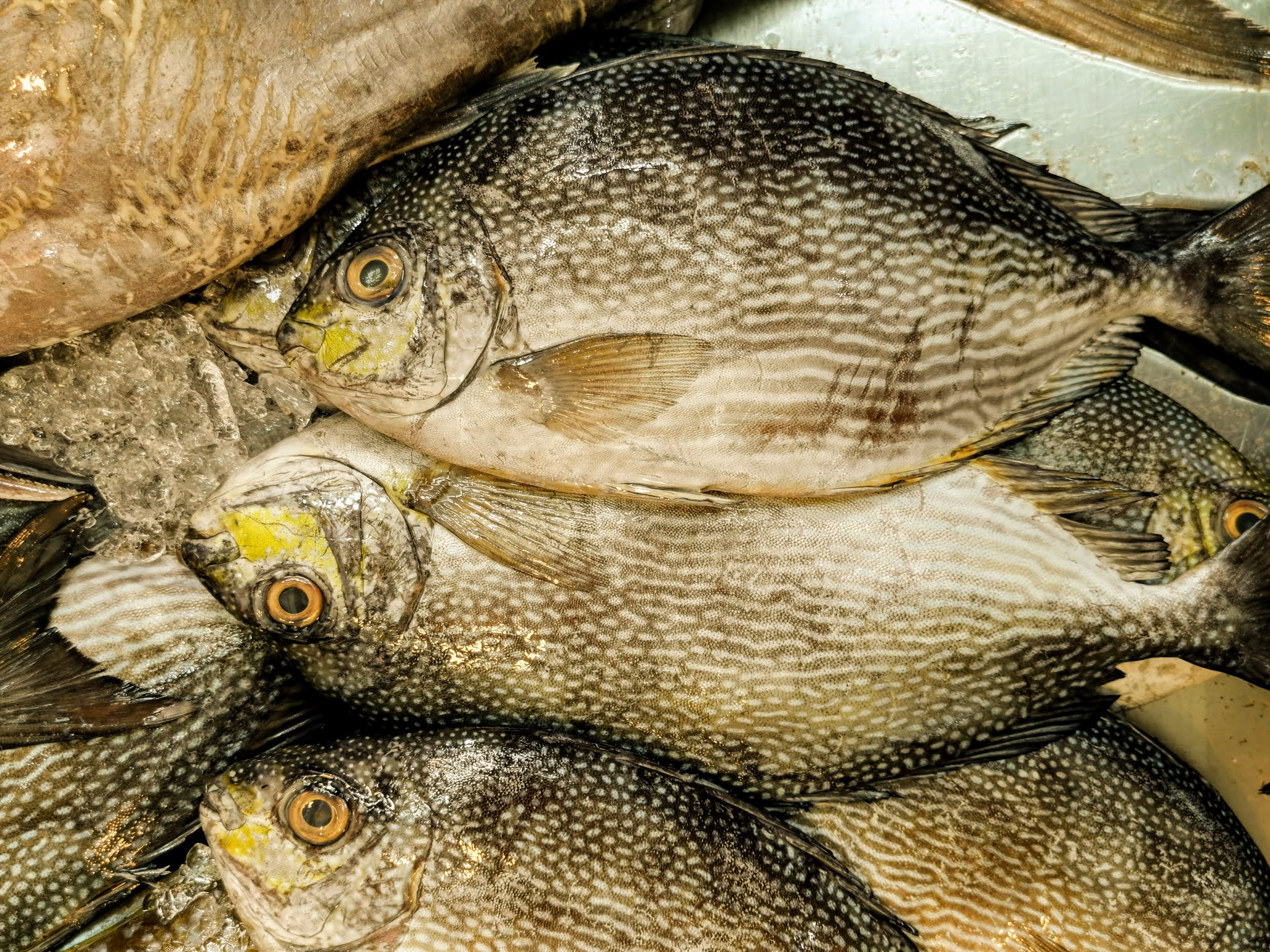 Why do Teochew Eat Rabbit Fish During Chinese New Year? 白肚鱼 🐟 拜年鱼 🐟 發財魚