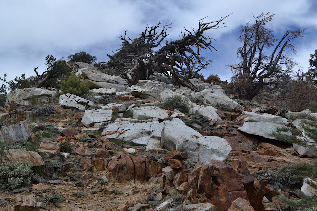 Owens Peak almost