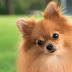 Top 12 Things Pomeranians Don’t Like