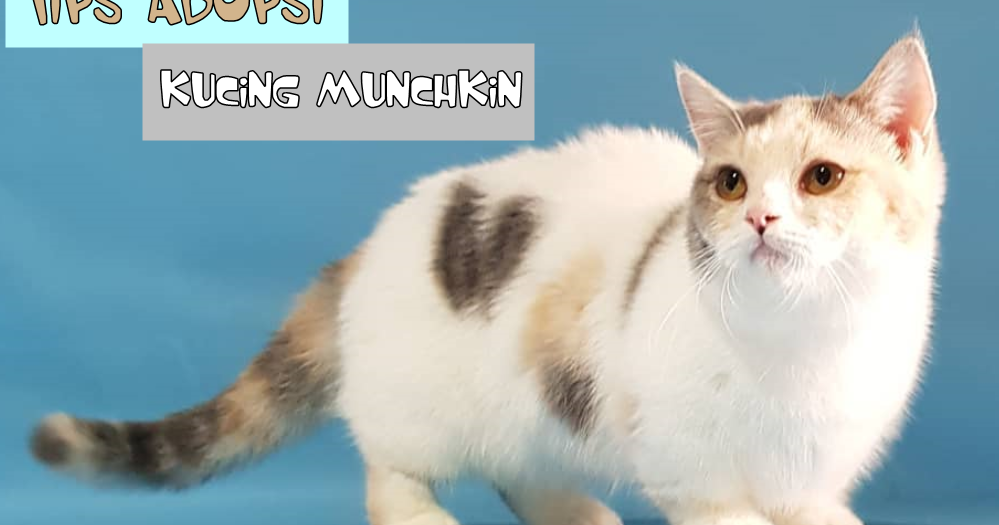 Tips Adopsi Kucing Munchkin - Zaazza Cat House