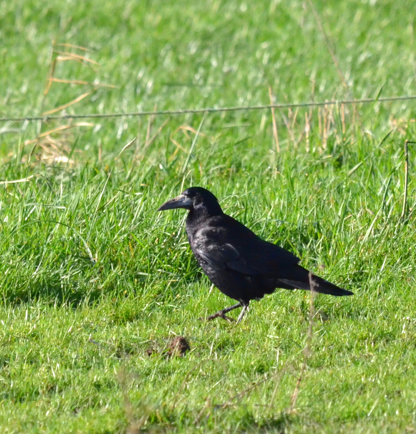 barst hoofdonderwijzer Sportschool Vogels in de Oranjepolder (en soms ver daarbuiten): Gezocht; Corvus  Frugilegus. alias "zwarte Cor".