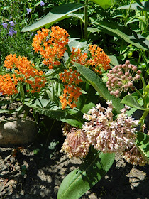 Butterfly weed Asclepias tuberosa Common milkweed Asclepias syriaca by garden muses-not another Toronto gardening blog