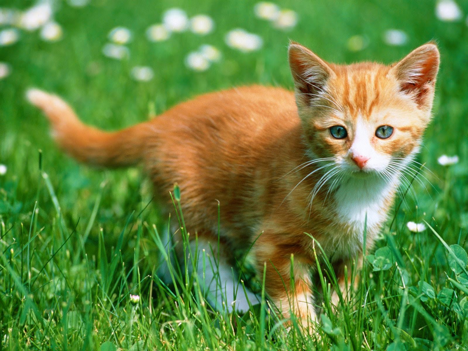 Kucing Cat Lucu Wallpapers Hd Free Wallpaper Gambar Anak Full