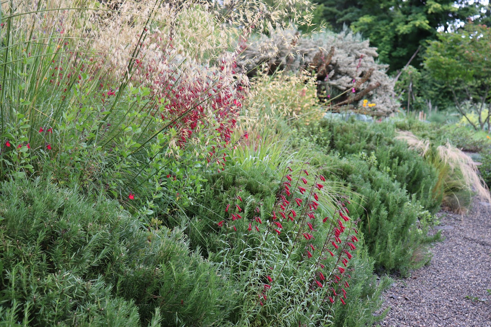 Before and After Pruning the Rosemary