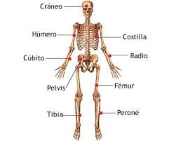 Estructuras del cuerpo humano