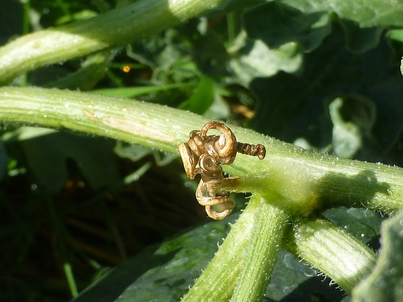 Rural Revolution: Ripe and riper