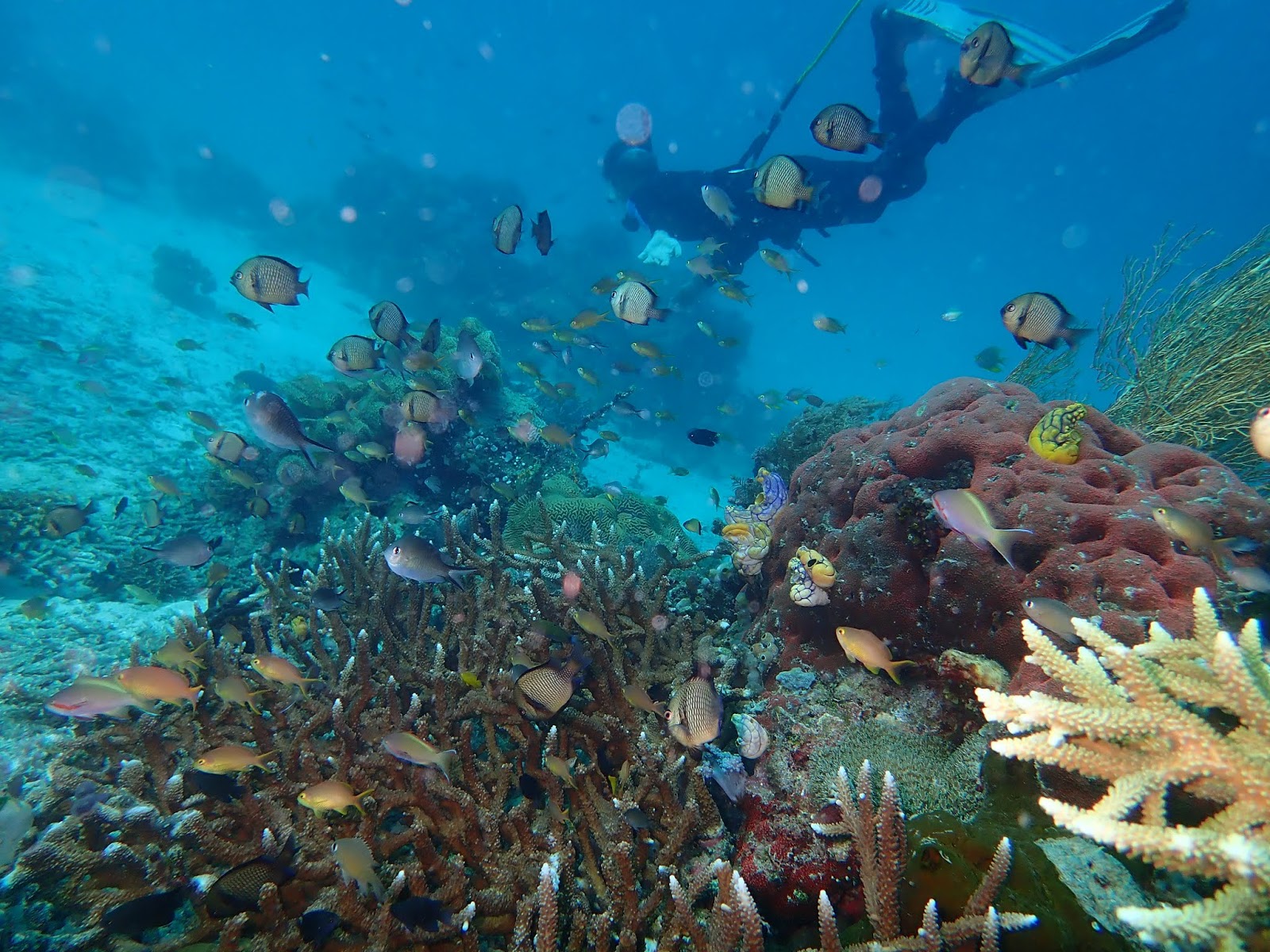 Scuba Diving, Skin Diving & Hookah Diving