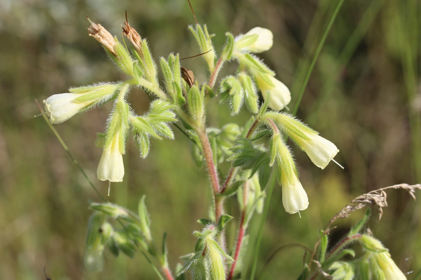 Tour de Plant: A Kiskunságban #1 Homoki vértő