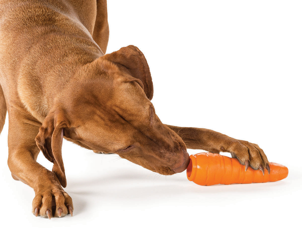 12 Best Easter Gifts for Dogs in 2021 Australian Dog Lover