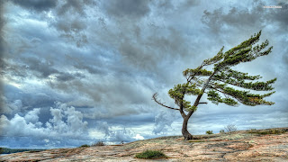 wind-trees-wallpaper-4.jpg