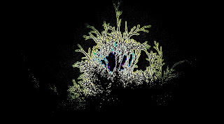 Fauna, Flora, Tiere, Vögel, Fische, Insekten, Blumen, Fauna, Flora, Tiere, Vögel, Fische, Insekten, Blumen,