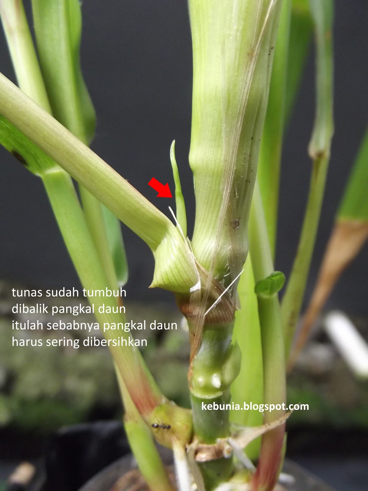 Kebun Mania Bertanam Tak Harus Di Tanah Tips Mempercepat Pertumbuhan Tunas Pada Tanaman Rumput Odot