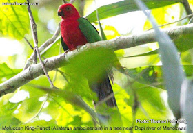 Moluccan King Parrot in Manokwari's lowland forest