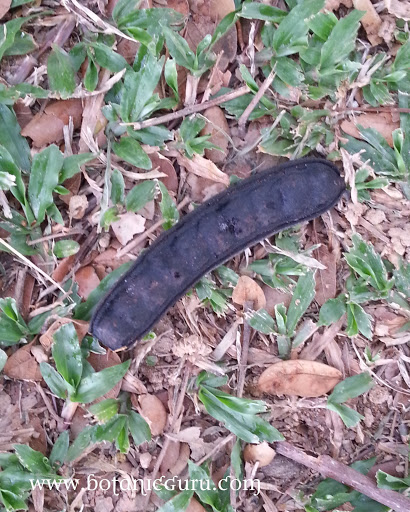 Samanea saman, Rain Tree fallen bean pod