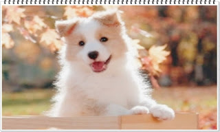 영리한 개 보더콜리 지능 탈모 11