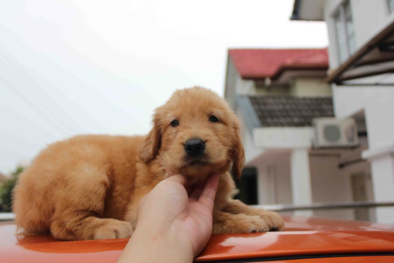 LovelyPuppy Super Big Bone Golden Retriever Puppy