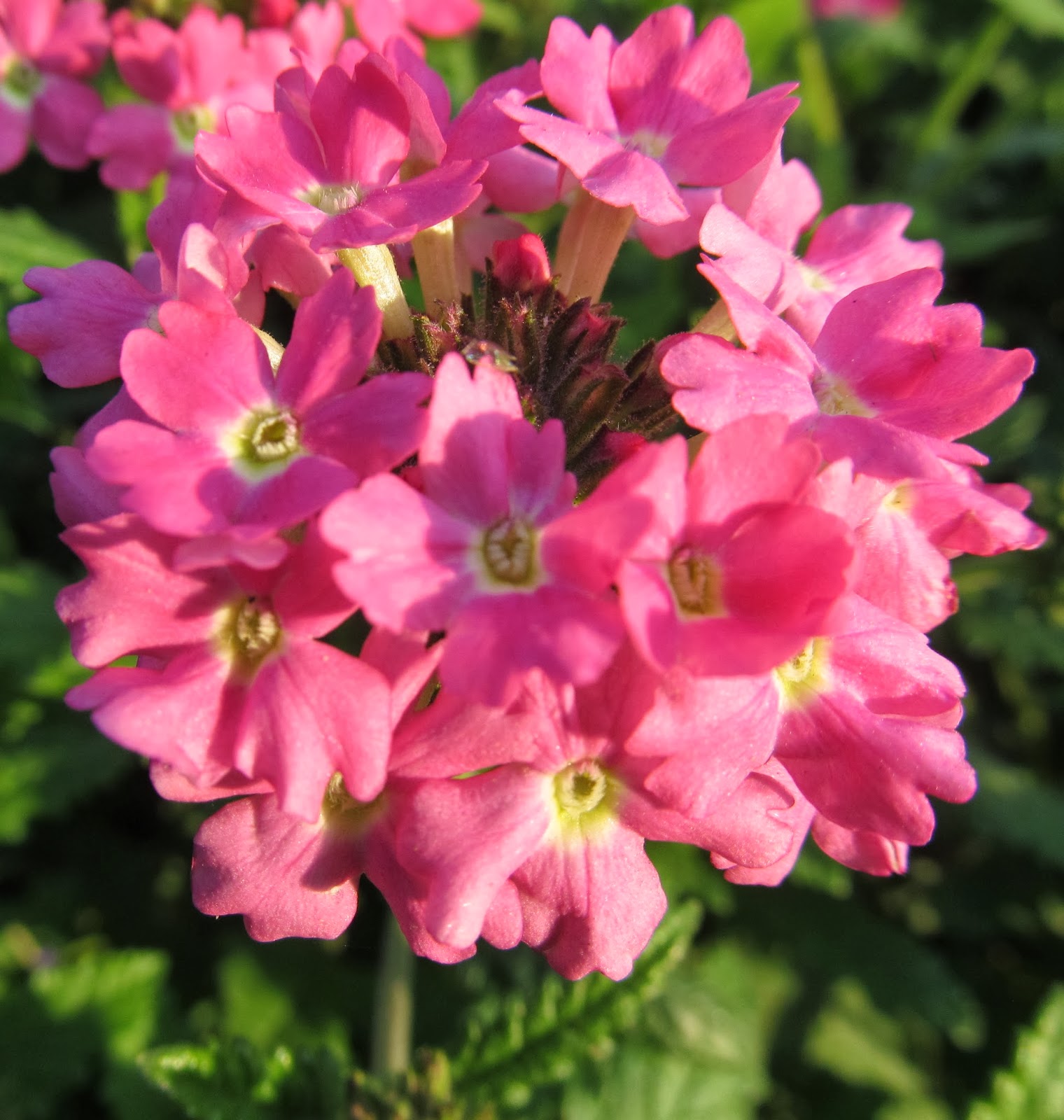 NATURAL & UNIQUE PHOTOGRAPHY VERBENA FLOWERS