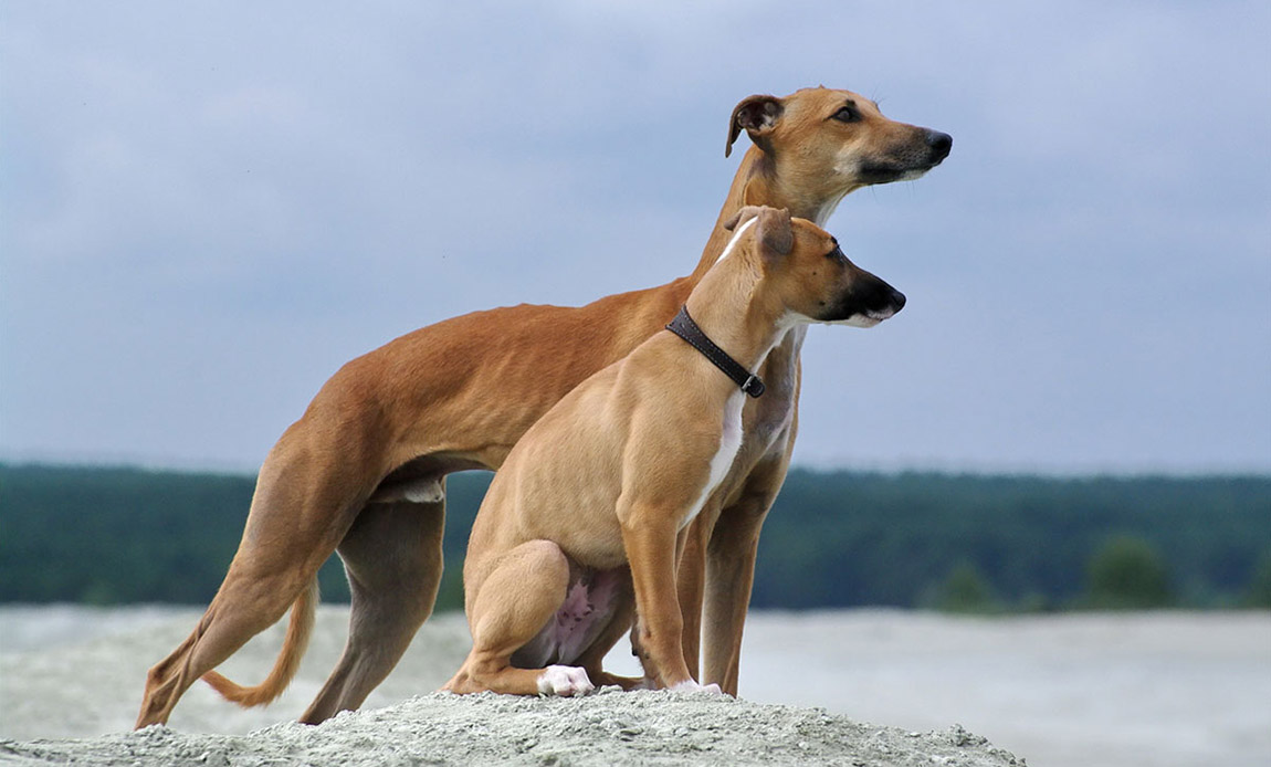 Top 10 lowshedding Dog Breeds