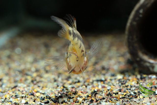 Apistogramma sp. D52