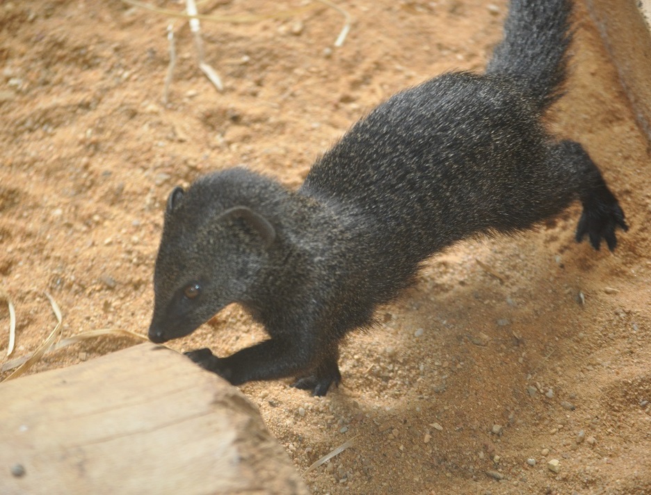 ZOOTOGRAFIANDO (MI COLECCIÓN DE FOTOS DE ANIMALES) MANGOSTA ESBELTA