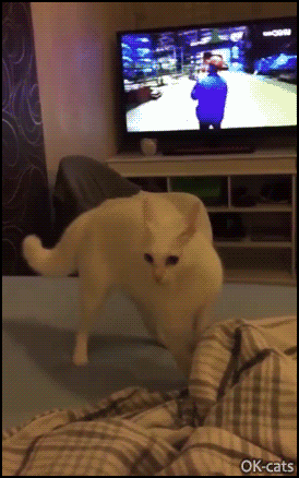 Funny Cat GIF • Crazy cat playing with its human falls right off bed. Epic fail, haha! Funny Cat GIF • Crazy cat playing with its human falls right off bed. Epic fail, haha!