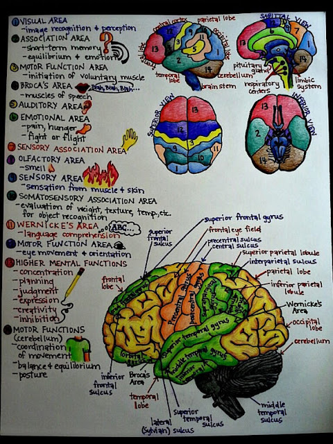 Brain picture with parts and short notes