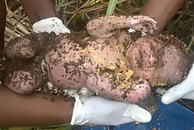 Allah Maha Besar! Sudah Dikubur 3 Hari, Bayi Ini Ditemukan Masih Hidup Allah Maha Besar! Sudah Dikubur 3 Hari, Bayi Ini Ditemukan Masih Hidup