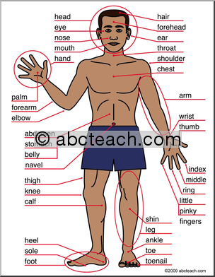Naming body parts in English. ACTIVITY.