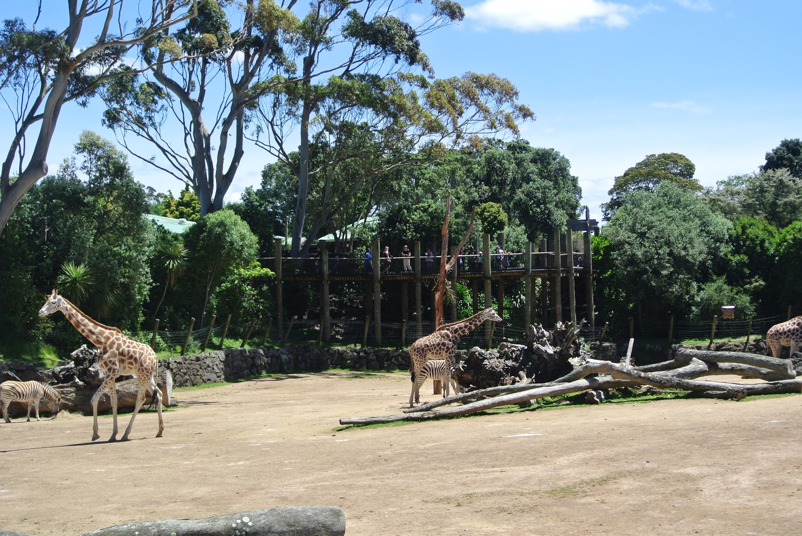 Search, Ponder & the Pacific: One Fine Day at the Auckland Zoo