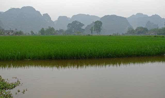 Rizières à Ninh Binh, Vietnam