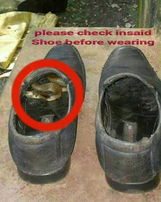 Dangerous Shoe