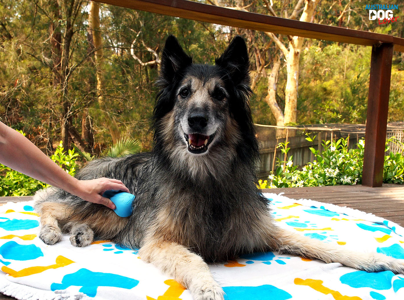 Things Your Dog Groomer Wishes You Knew Australian Dog Lover