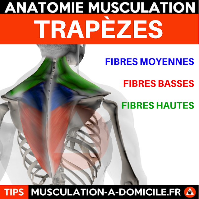 musculation à domicile anatomie des muscles  trapézes dorsaux
