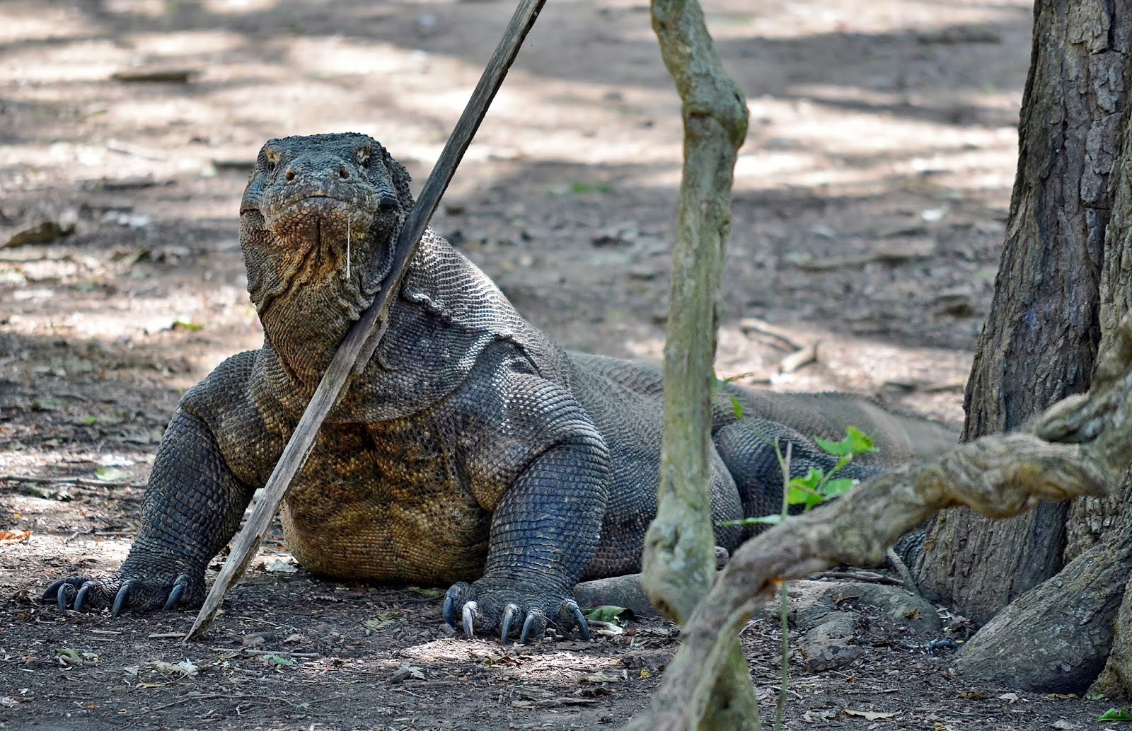 fakta komodo