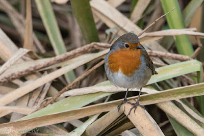 Pit-roig (Erithacus rubecula)