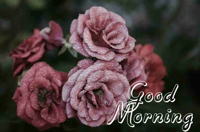 Good Morning flowers Image hd download and share with your friends and family members on facebook and whatsapp for wish very good morning