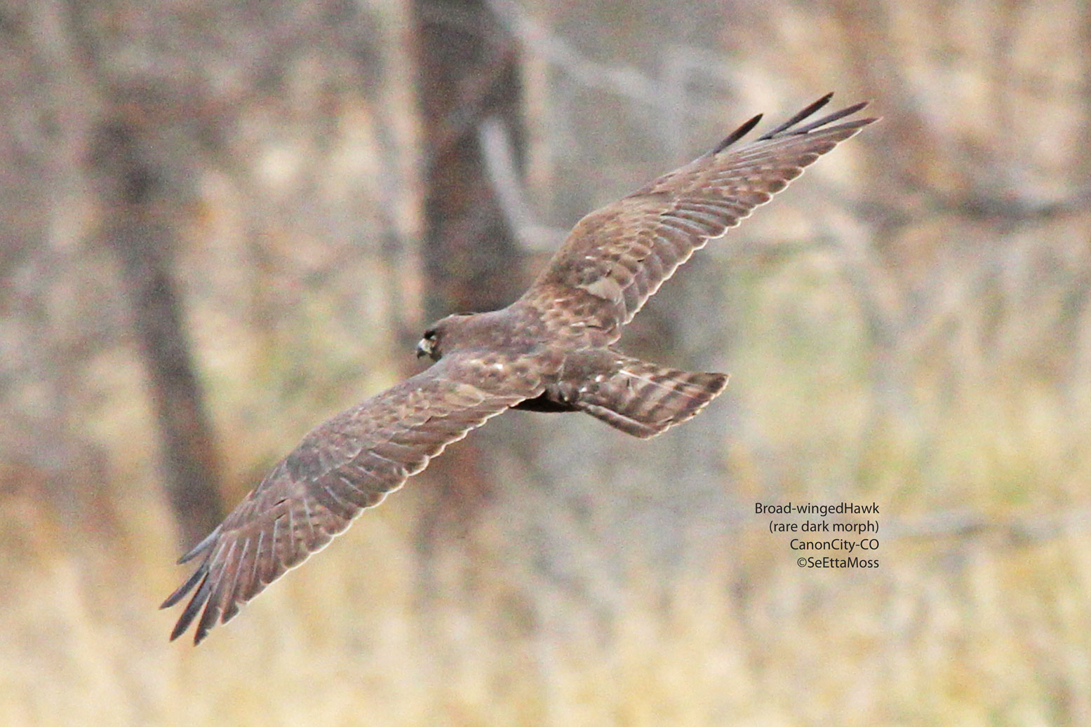 Rare dark morph Broad-winged Hawk in Canon City--the same one or not??