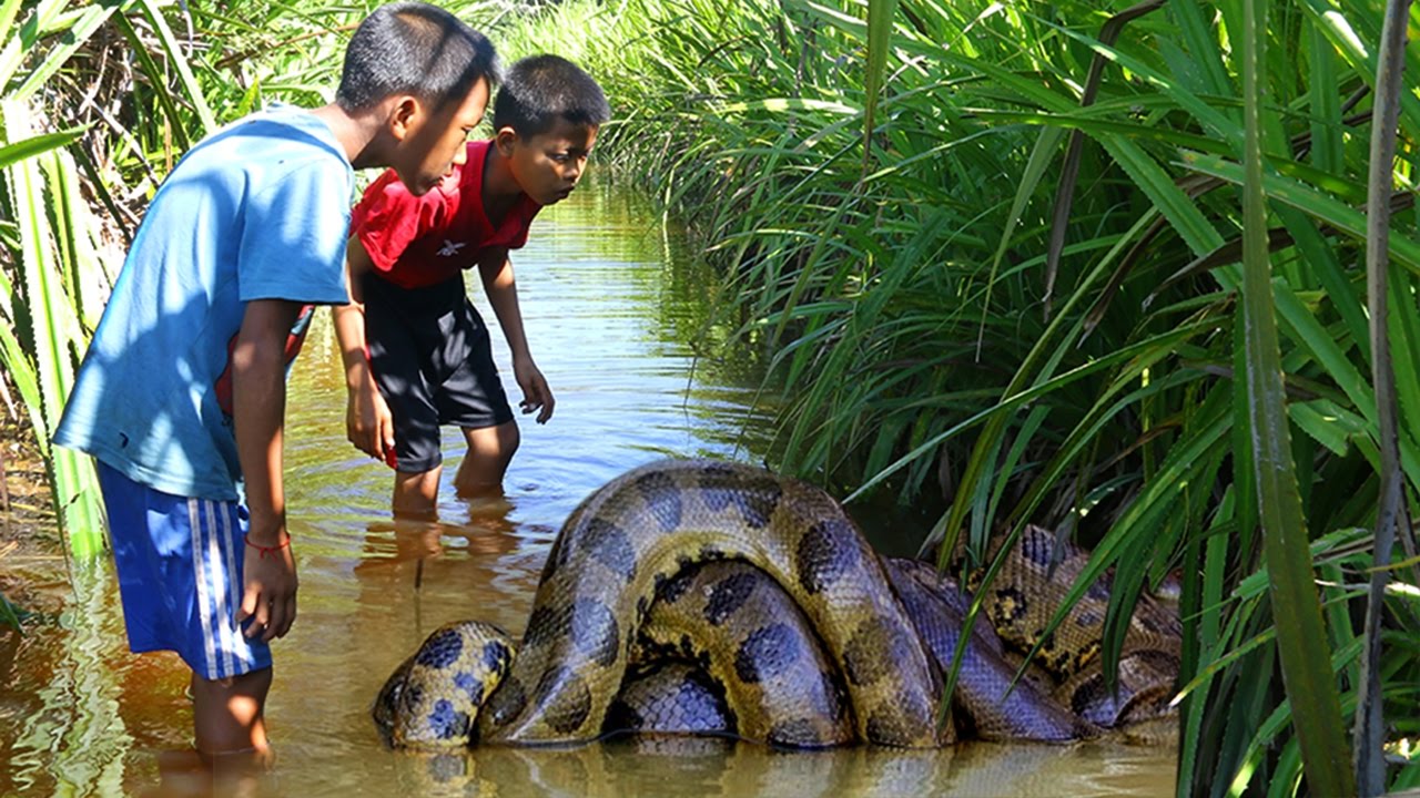 Wow! Children Catch Water Snake Using Bamboo Net Trap How to Catch