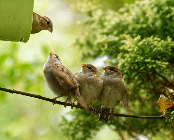 North Devon Focus. Sparrow Fledglings - Photo copyright Pat Adams (All Rights Reserved)