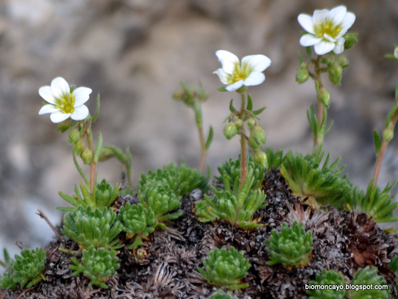BIOMONCAYO Saxifraga moncayensis D. A. Webb