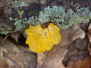 Tremella mesenterica DSC49309