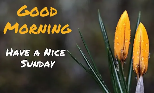 Good morning sunday hd wallpaper 1080p