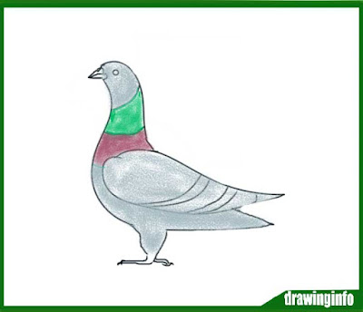 pigeon-drawing-with-color