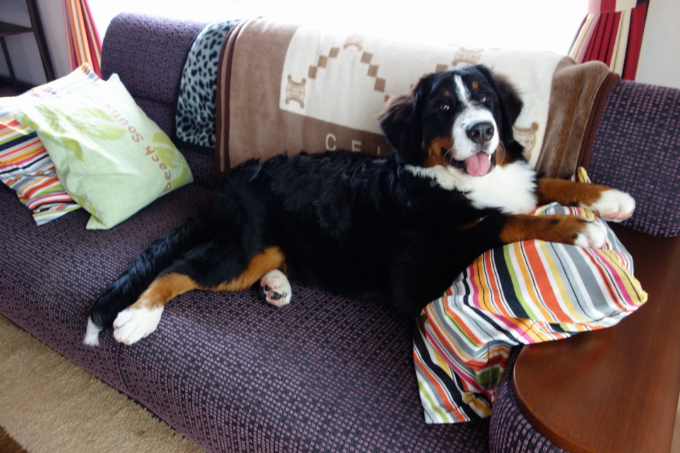 1日中雨なので Bernese Graffiti