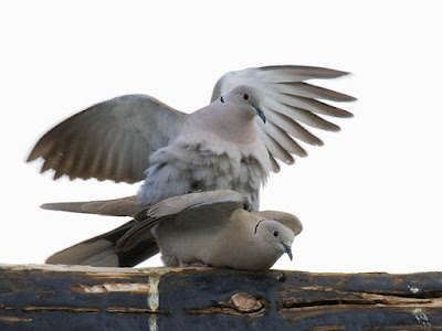 Photo of a pair of Eurasian Collared-Doves Photo of a pair of Eurasian Collared-Doves