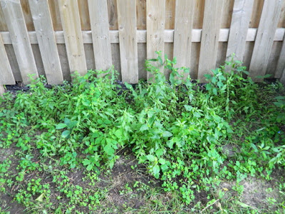 Beach Hill Toronto backyard cleanup before by Paul Jung Gardening Services Beach Hill Toronto backyard cleanup before by Paul Jung Gardening Services