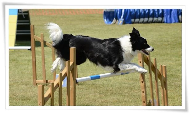 dog agility classes near me