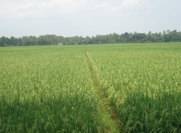 Pengertian dan Contoh Pantun Website Pendidikan